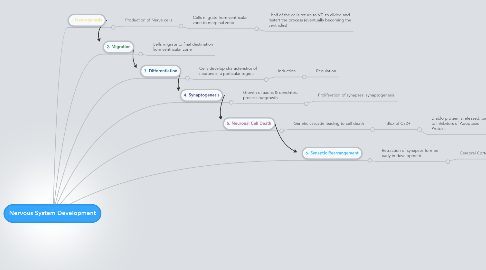 Mind Map: Nervous System Development