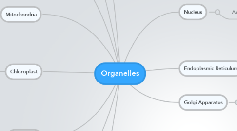 Mind Map: Organelles