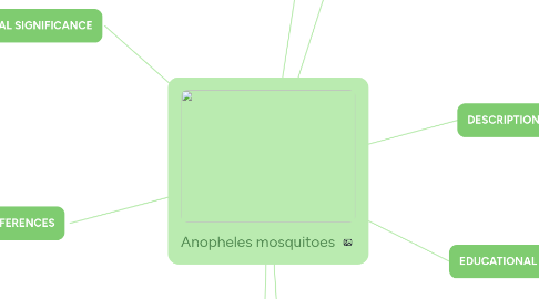 Mind Map: Anopheles mosquitoes