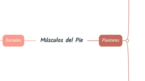 Mind Map: Músculos del Pie