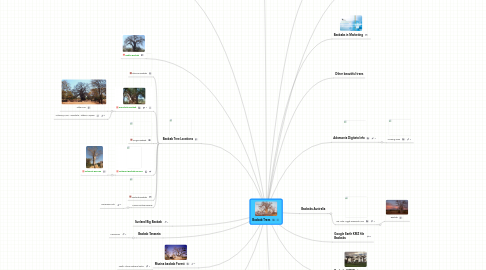 Mind Map: Baobab Trees