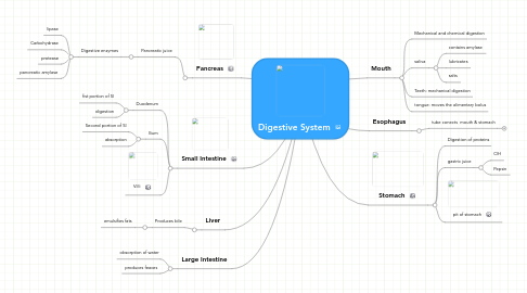 Mind Map: Digestive System