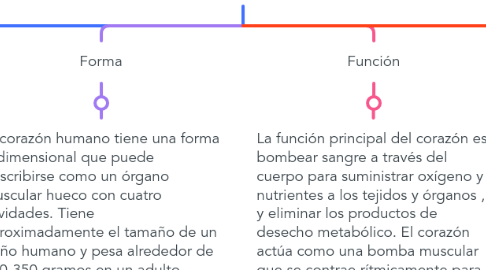 Mind Map: Corazón