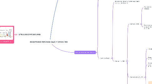Mind Map: RECEPTORES TIPO NOD (NLR) Y OTROS PRR