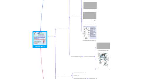 Mind Map: Развитие силы