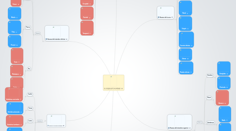 Mind Map: EL ESQUELETO HUMANO