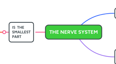 Mind Map: THE NERVE SYSTEM