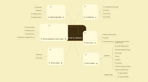 Mind Map: Músculos de la cabeza