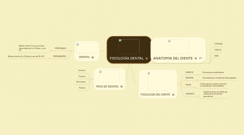 Mind Map: FISIOLOGÍA DENTAL