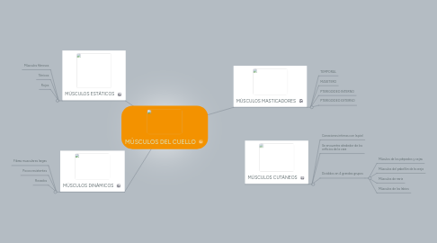 Mind Map: MÙSCULOS DEL CUELLO