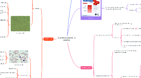 Mind Map: CLASIFICACIÓN DE LA ANÉMIA