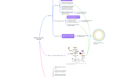 Mind Map: Lipídios: Digestão e absorção