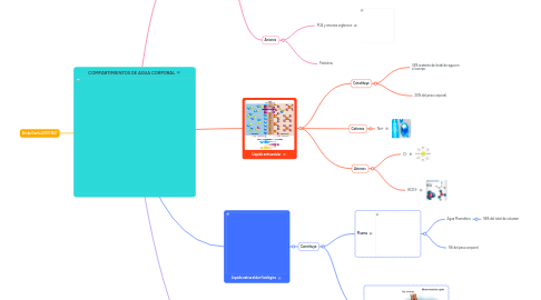 Mind Map: COMPARTIMIENTOS DE AGUA CORPORAL