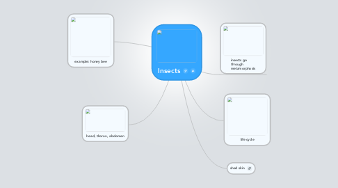 Mind Map: Insects