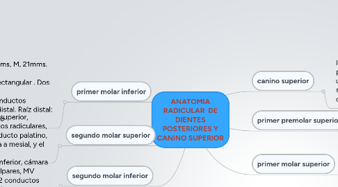 Mind Map: ANATOMIA RADICULAR  DE DIENTES POSTERIORES Y CANINO SUPERIOR