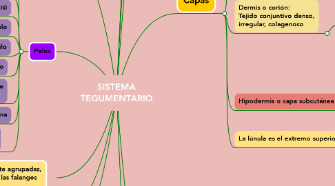 Mind Map: SISTEMA TEGUMENTARIO