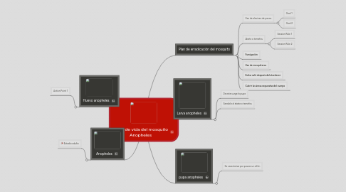 Mind Map: Ciclo de vida del mosquito Anopheles