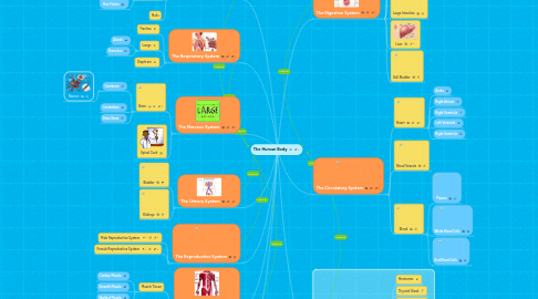 Mind Map: The Human Body