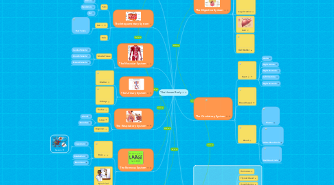 Mind Map: The Human Body