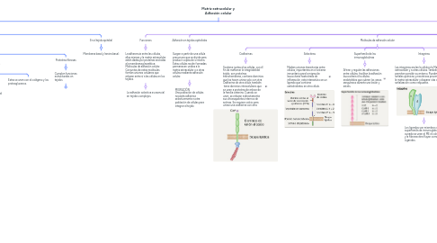 Mind Map: Matriz extracelular y Adhesión celular