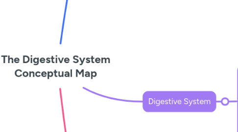 Mind Map: The Digestive System Conceptual Map
