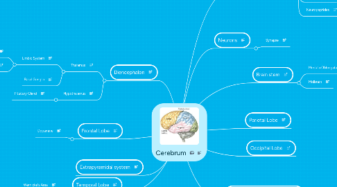 Mind Map: Cerebrum