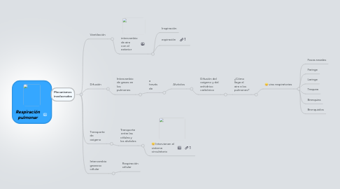 Mind Map: Respiración pulmonar