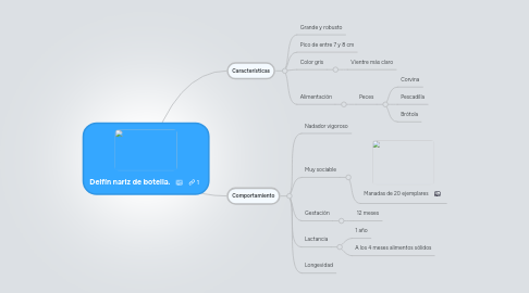 Mind Map: Delfín nariz de botella.