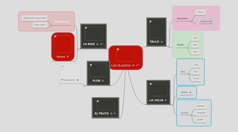 Mind Map: LAS PLANTAS