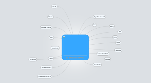 Mind Map: La Estructura del Pelo