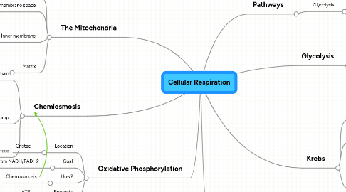 Mind Map: Cellular Respiration