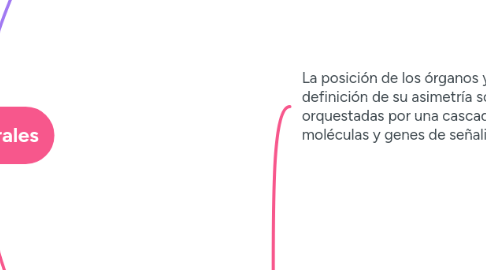 Mind Map: Ejes corporales