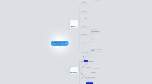 Mind Map: SISTEMA REPRODUTOR HUMANO