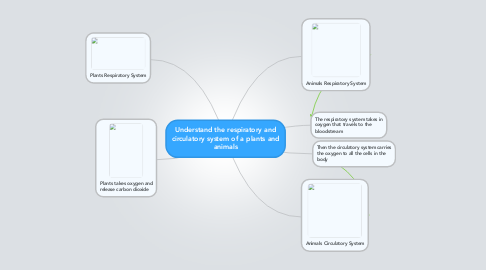 Mind Map: Understand the respiratory and circulatory system of a plants and animals