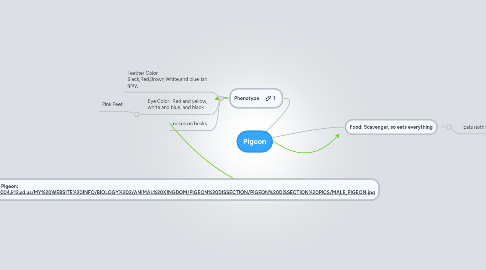 Mind Map: Pigeon