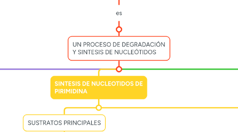 Mind Map: METABOLISMO DE NUCLEÓTIDOS