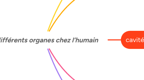Mind Map: les différents organes chez l’humain