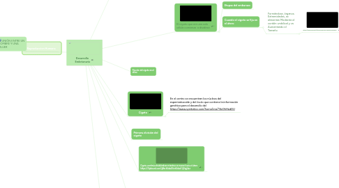 Mind Map: Desarrollo Embrionario