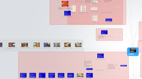 Mind Map: AUTOPSY www.pathedu.eu