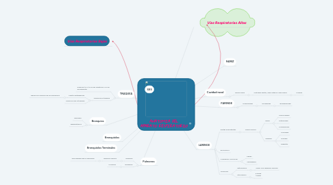 Mind Map: ANATOMIA DEL APARATO RESPIRATORIO