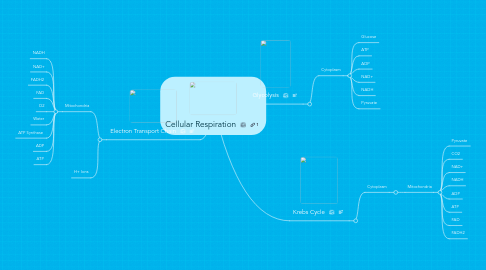 Mind Map: Cellular Respiration