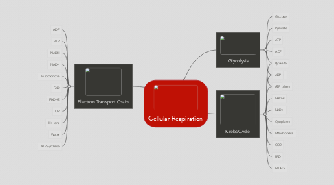 Mind Map: Cellular Respiration