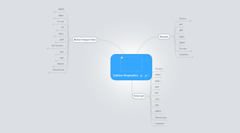 Mind Map: Cellular Respiration