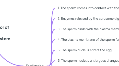 Mind Map: Hormonal Control of the Female Reproductive System