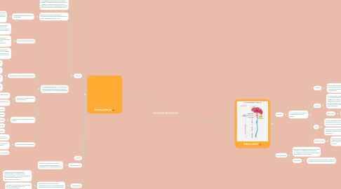Mind Map: SISTEMA NERVIOSO