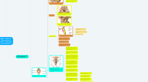 Mind Map: PARTE 1 TEMA 8:El Sistema Nervioso Central : Organización Anatomofuncional
