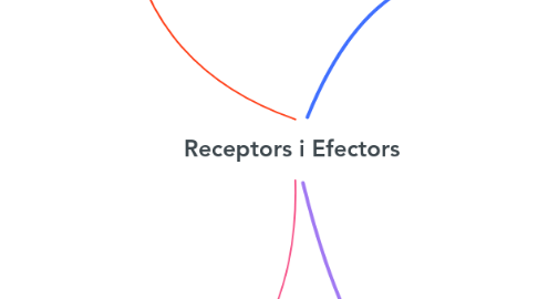Mind Map: Receptors i Efectors