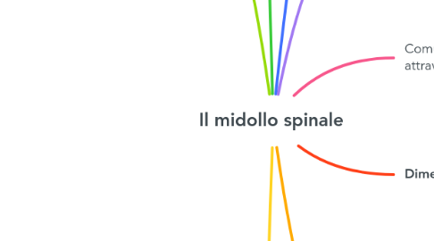 Mind Map: Il midollo spinale
