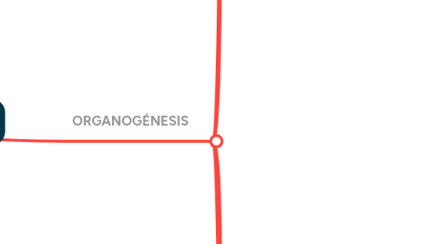 Mind Map: TERCERA A OCTAVA SEMANA DE DESARROLLO EMBRIONARIO