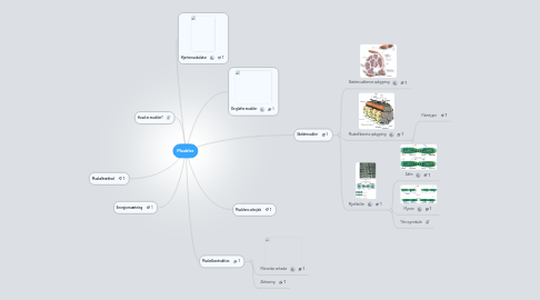 Mind Map: Muskler